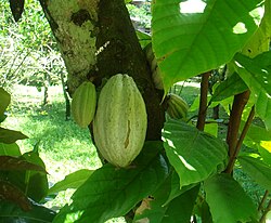 Cacao mexico 2008-11-3.jpg