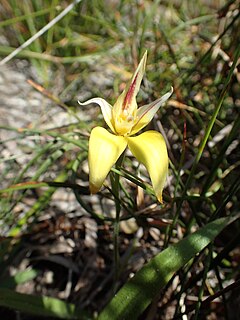 <i>Caladenia flava</i> subsp. <i>sylvestris</i> subspecies of plant