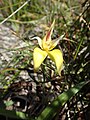 Caladenia flava subsp. sylvestris