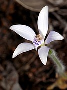 Caladenia ixioides