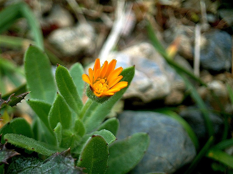 File:Calendula, Japan.jpg