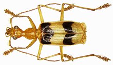 Calophaena cf. bicincta (Dejean ve Boidival, 1829) (2991757466) .jpg