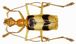 Calophaena bicincta