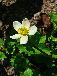 Caltha palustris var. alba Flower