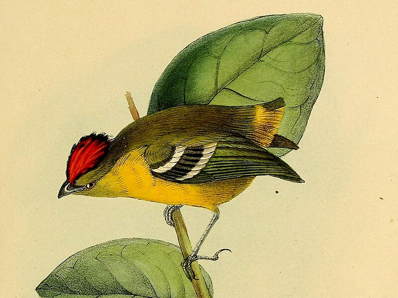 File:Calyptura cristata (cropped).jpg