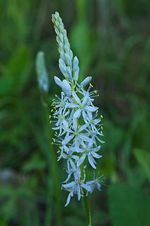 <i>Camassia scilloides</i> Species of flowering plant