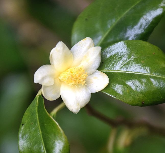 File:Camellia indochinensis var. tunghinensis in Auckland Botanic Gardens 03.jpg