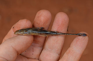 <i>Doumea</i> Genus of fishes