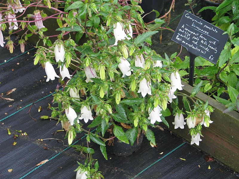 File:Campanula punctata kurokawae (14304074125).jpg