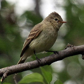 Camptostoma imberbe