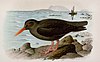 Canary Islands oystercatcher