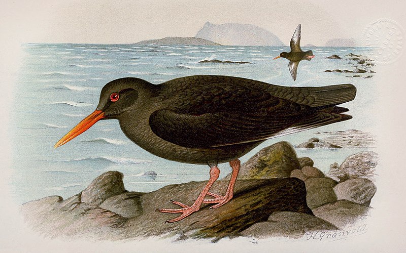 File:Canarian Oystercatcher.jpg