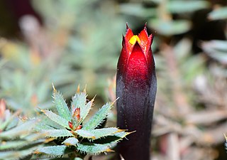 <i>Styphelia discolor</i> Species of plant