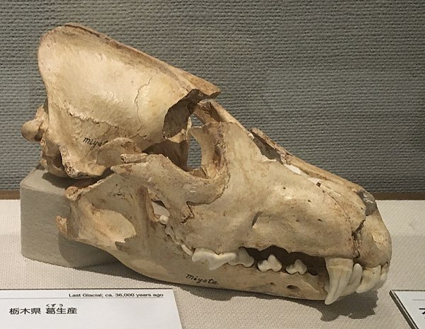 A fossilized skull unearthed at the Aisawa Quarry of Miyata Lime Industry, dated 33,000–36,000 years old. The left lower jaw bone is 17.9 cm in length