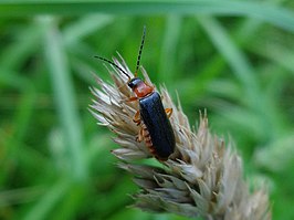 Cantharis flavilabris