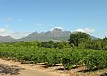 Cape vineyards à Stellenbosch.jpg