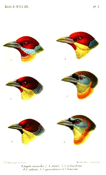 File:CapitoKeulemans.jpg