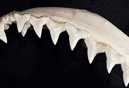 Carcharhinus albimarginatus upper teeth.jpg