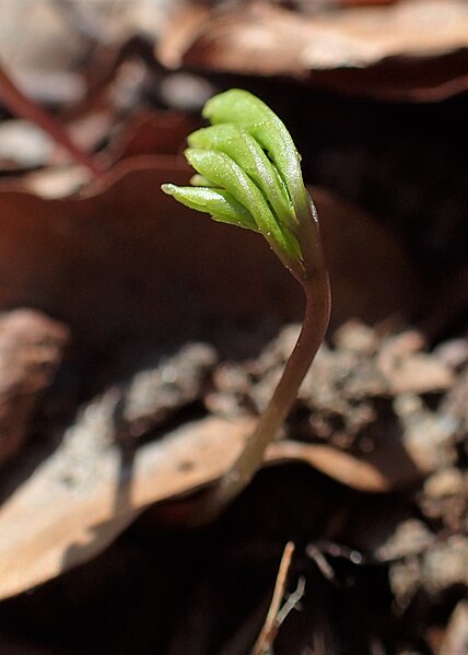 File:Cardamine bulbifera kz14.jpg