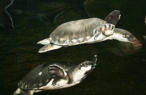 Papuan softshell turtles (Carettochelys insculpta)