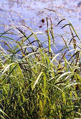 Carex Acuta