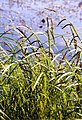 Scherpe zegge (Carex acuta)
