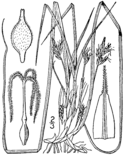 Carex nigromarginata BB-1913.png