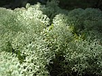 Reinsdyrmose (Cladonia rangiferina)