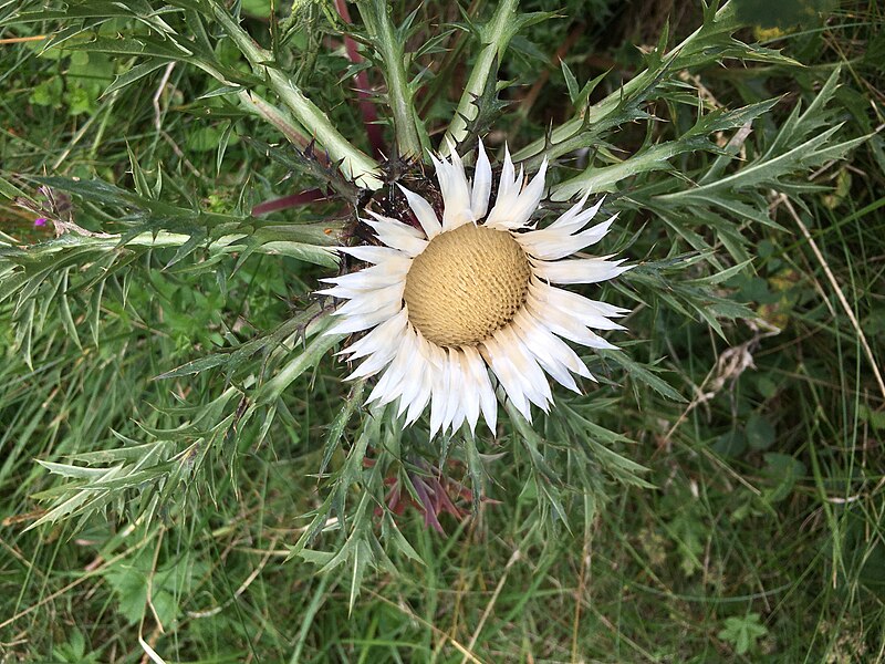 File:Carlina acaulis along the footpath between Monte Generoso and Alpe d'Orimento, 2.jpg