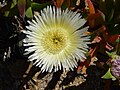 Carpobrotus edulis (Corse)