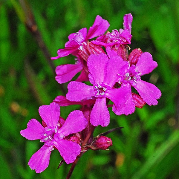 File:Caryophyllaceae - Silene samojedorum.JPG