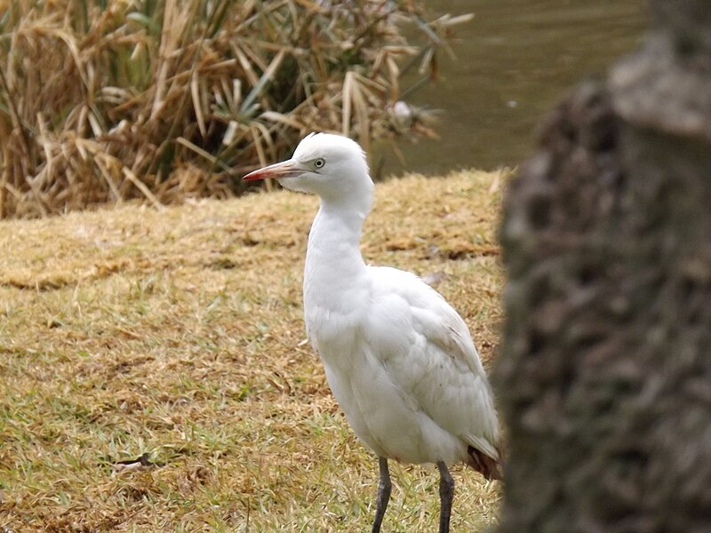 File:Cattle Egret Biblical Zoo.jpg