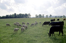 Cattle and sheep.jpg
