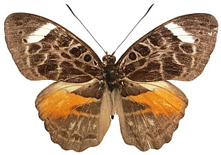 <i>Catuna sikorana</i> Species of butterfly