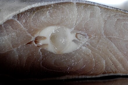 A cross-section of shark meat