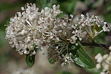 Ceanothus fendleri1.jpg