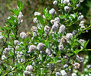 On Ceanothus Stock Photos And Images Agefotostock