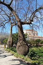 Vorschaubild für Florettseidenbaum