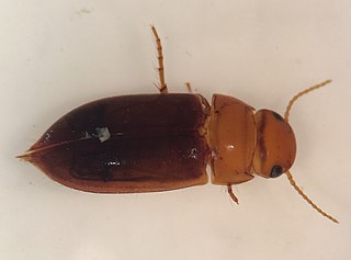 <i>Celina imitatrix</i> Species of beetle