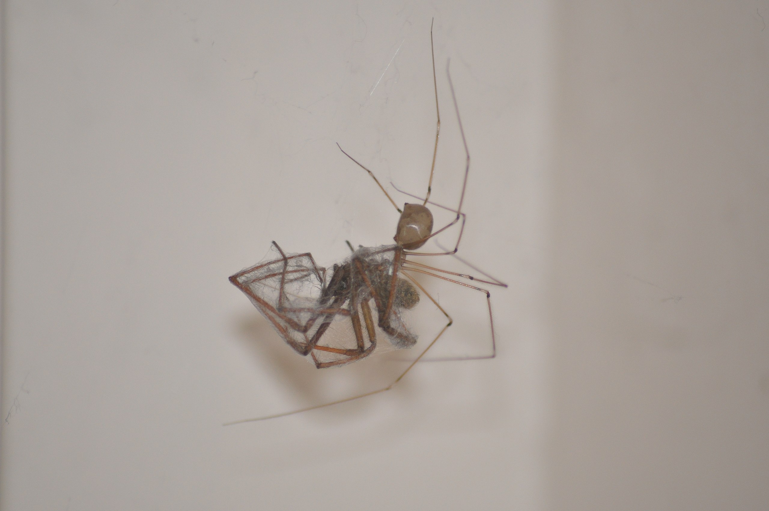 cellar spider