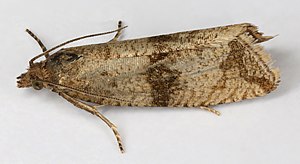 Celypha striana, Minera, North Wales, July 2017 (35702054721) .jpg