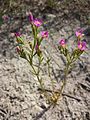 Das Salz-Tausendgulden­kraut (Centaurium littorale subsp. uliginosum) tritt in Österreich außerhalb des Seewinkels nur selten auf und gilt als gefährdet.[10]