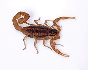 Описание изображения Centruroides infamatus 01.jpg.