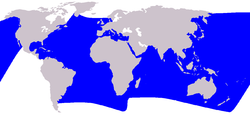 Distribuzione geografica della stenella striata.