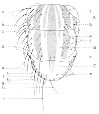 Chetotaxis del tórax dorsal.gif