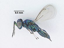 Халкида Eulophidae (Sympiesis spp.) (9687656301) .jpg