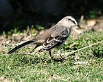 Chalk-browed Mockingbird (Mimus saturninus), Costanera, Buenos Aires, Argentina.jpg