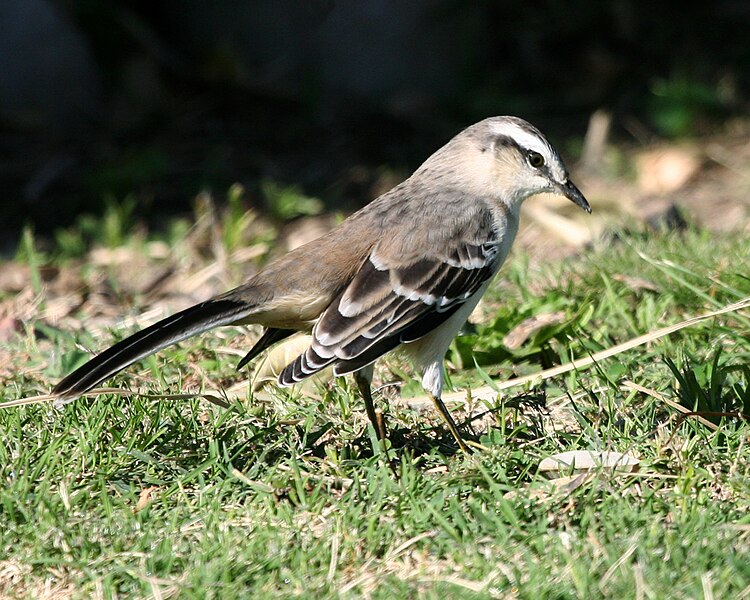 File:Chalk-browed Mockingbird (Mimus saturninus), Costanera, Buenos Aires, Argentina.jpg