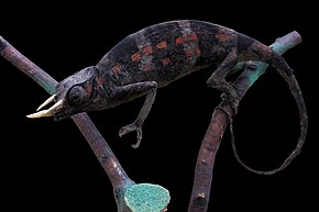 Описание изображения Chameleon oweni-228-P4150726-black.jpg.