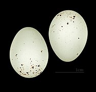 Carduelis barbata (Black-chinned Siskin), egg